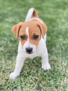 Photo №1. jack russell terrier - for sale in the city of Bucharest | Is free | Announcement № 109540