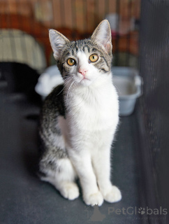 Photo №2 to announcement № 164560 for the sale of  - buy in Russian Federation private announcement