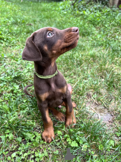 Photo №1. dobermann - for sale in the city of Belgrade | negotiated | Announcement № 71818