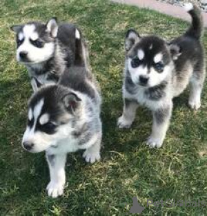 Photo №1. siberian husky - for sale in the city of Arrondisman de Brussels Capital | Is free | Announcement № 165685