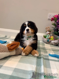 Photo №4. I will sell bernese mountain dog in the city of Golčův jeníkov. private announcement, breeder - price - 929$