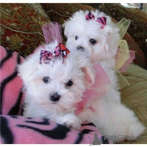 Photo №2 to announcement № 18634 for the sale of maltese dog - buy in Romania private announcement