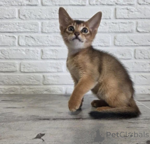 Photo №1. devon rex - for sale in the city of Aarbergen | 361$ | Announcement № 177731