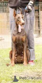 Photo №1. dobermann - for sale in the city of Belgrade | negotiated | Announcement № 66767