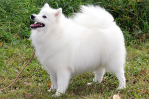 Photo №1. Mating service - breed: japanese spitz. Price - 200$