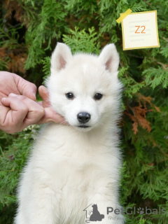 Photo №4. I will sell siberian husky in the city of Belgrade.  - price - 2113$