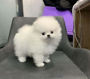 Photo №2 to announcement № 170508 for the sale of pomeranian - buy in United Kingdom 