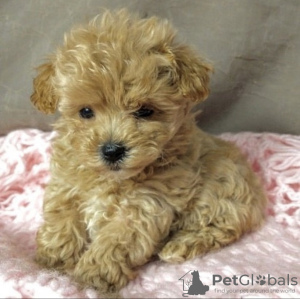 Photo №1. poodle (dwarf) - for sale in the city of Montreal | 500$ | Announcement № 103599