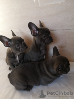 Additional photos: Healthy French Bulldog available now for sale