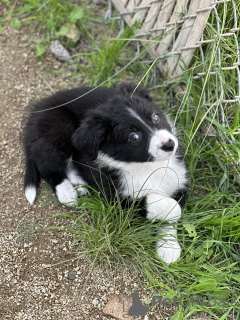 Photo №2 to announcement № 40111 for the sale of border collie - buy in United States private announcement