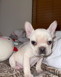 Photo №3. All  puppies are still available . Vet checked   open for delivery if needed. United States