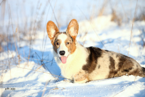 Photo №4. I will sell welsh corgi in the city of St. Petersburg. from nursery - price - negotiated