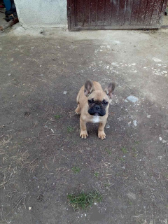 Photo №1. french bulldog - for sale in the city of Москва | negotiated | Announcement № 17559