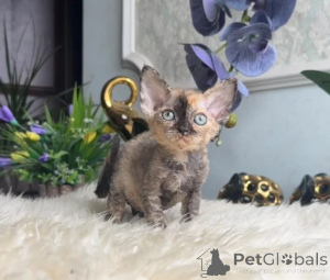 Photo №1. devon rex - for sale in the city of Bönnigheim | 361$ | Announcement № 178153
