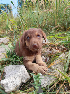 Photo №2 to announcement № 174486 for the sale of non-pedigree dogs - buy in Belarus private announcement