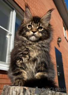 Photo №1. maine coon - for sale in the city of Yeisk | negotiated | Announcement № 42043