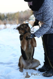 Photo №2 to announcement № 8315 for the sale of non-pedigree dogs - buy in Russian Federation from the shelter