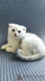Photo №2 to announcement № 69530 for the sale of scottish fold - buy in Latvia private announcement