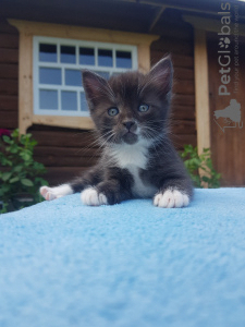 Photo №3. The kittens are urgently looking for a home!. Belarus