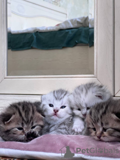 Photo №4. I will sell scottish fold in the city of Minsk. from nursery - price - negotiated