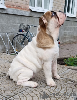 Photo №4. I will sell english bulldog in the city of Sumy. breeder - price - 1183$