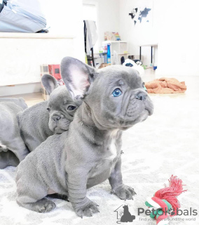 Photo №1. french bulldog - for sale in the city of California Gully | negotiated | Announcement № 104677