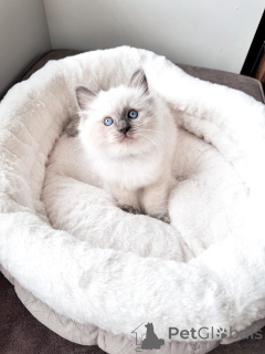 Photo №2 to announcement № 169403 for the sale of ragdoll - buy in Germany breeder