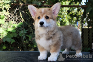 Photo №2 to announcement № 121536 for the sale of welsh corgi - buy in Russian Federation from nursery, breeder