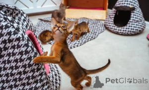 Photo №3. Playful Abyssinian kittens. Ireland