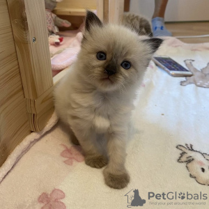 Photo №4. I will sell ragdoll in the city of Munich.  - price - 255$