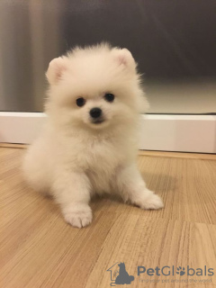 Photo №1. pomeranian - for sale in the city of Forbes Reef | 700$ | Announcement № 11031