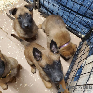 Photo №2 to announcement № 84221 for the sale of malinois - buy in Finland private announcement