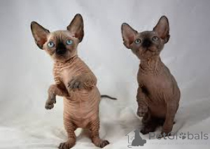 Photo №2 to announcement № 166954 for the sale of sphynx-katze - buy in Finland private announcement, breeder