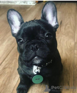 Photo №2 to announcement № 32407 for the sale of french bulldog - buy in Germany private announcement