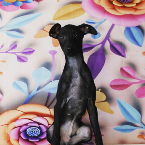 Photo №4. I will sell italian greyhound in the city of Permian. breeder - price - 643$