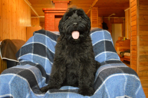 Photo №2 to announcement № 6313 for the sale of black russian terrier - buy in Russian Federation private announcement
