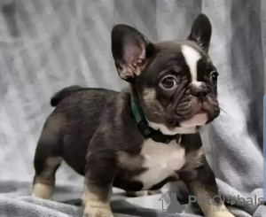 Photo №1. french bulldog - for sale in the city of Valladolid | 423$ | Announcement № 126708