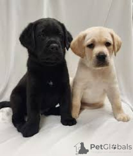 Photo №1. labrador retriever - for sale in the city of Helsinki | 929$ | Announcement № 169375