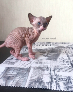 Photo №2 to announcement № 1581 for the sale of sphynx-katze - buy in Russian Federation breeder