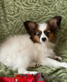 Additional photos: papillon puppies