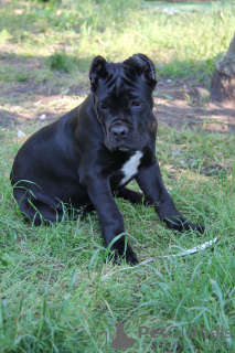 Photo №1. cane corso - for sale in the city of Brest | 240$ | Announcement № 20102