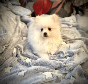 Photo №3. Pomeranian Spitz girl. Belarus
