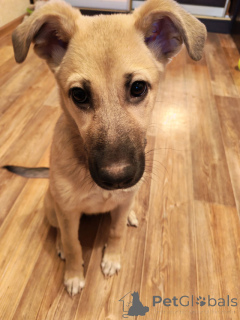 Photo №4. I will sell non-pedigree dogs in the city of Lipetsk. private announcement - price - Is free