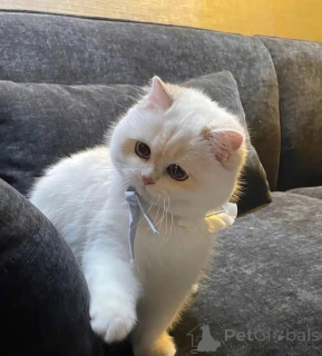 Photo №2 to announcement № 161689 for the sale of  - buy in Canada 