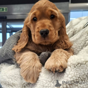 Photo №1. english cocker spaniel - for sale in the city of Baden Baden | negotiated | Announcement № 160713