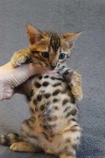 Photo №4. I will sell bengal cat in the city of Warsaw. private announcement, from the shelter, breeder - price - 1240$