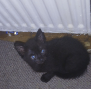 Photo №4. I will sell british shorthair in the city of Stevenage.  - price - negotiated