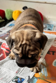 Photo №3. Upeita terveitä englanninbulldogin pentuja. Finland