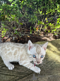 Photo №1. bengal cat - for sale in the city of Frankfurt | 706$ | Announcement № 152535