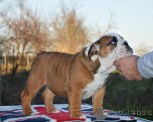 Photo №3. English bulldog. Serbia